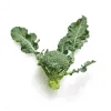Short Product Img